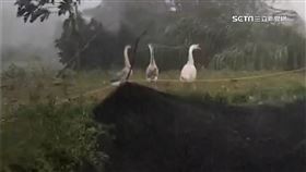 三頭鵝昂首迎戰康芮 不畏強風逛大街