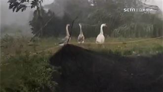 三頭鵝昂首迎戰康芮！不畏強風逛大街