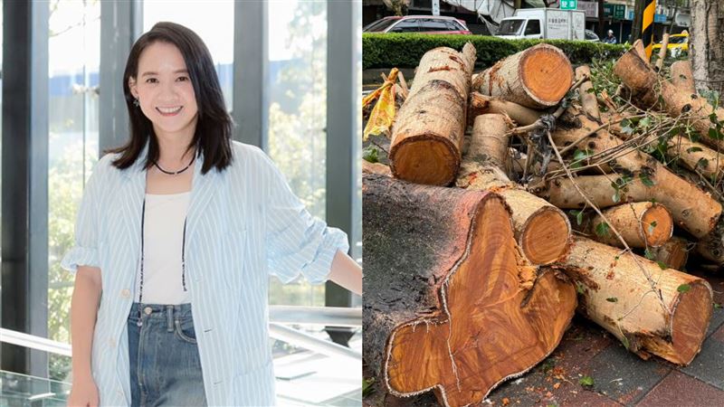 康芮肆虐　曾寶儀見「40年大樹倒塌」哭了