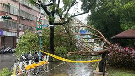 康芮颱風,強陣風,板橋,四維公園,樹,機車,倒塌,海山警