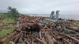 花蓮濱海自行車道堆滿漂流木