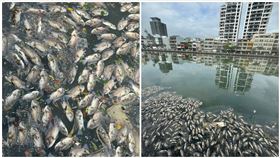 台南,安平,運河,死魚,環保局