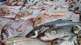 不是鮭魚！這款魚超護血管:一片抵2顆魚油