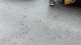 高雄蚯蚓大軍爬上街！民眾憂：要地震了？