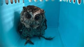 年近18歲的領角鴞「綠白」安詳離世。（翻攝台中市野生動物保育學會臉書）