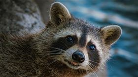 德國屠夫萊斯店鋪內的浣熊肉製品頗受消費者青睞。（示意圖，Pexels）