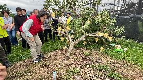 蕭副總統赴台東勘查釋迦災情（1）