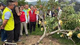 蕭美琴赴台東釋迦園勘災 落果樹倒農民心疼
