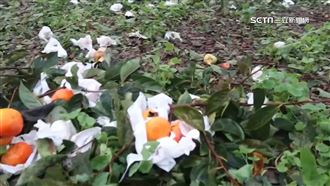 康芮虐全台農損近3億！雲林成最大受災戶