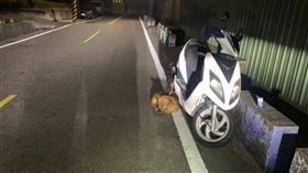 颱風中獨自戰鬥女飼主忘記狗狗綁機車，警察出手相救。（圖／翻攝畫面）