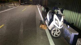 狂風暴雨中瑟瑟發抖　毛孩被遺忘綁機車