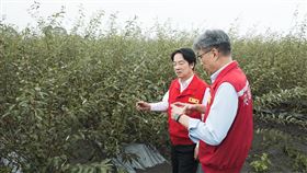 賴清德、林姿妙視察宜蘭縣員山鄉金柑受損情形（圖／總統府提供）