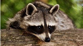 德國野生浣熊肆虐，而當地一名屠夫邁克爾（Michael Reiss）將浣熊肉做成肉製品，意外受到廣大顧客的喜愛。（示意圖／Pixabay）