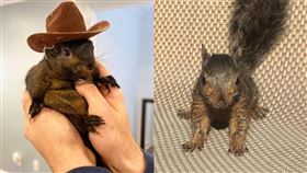 美國一隻網紅松鼠遭到紐約環保局撲殺。（圖／Peanut The Squirrel IG）
