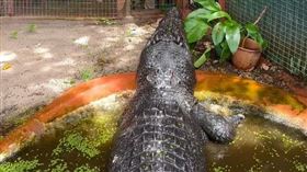 全球最大圈養鱷魚卡西亞斯（Cassius），2日於澳洲昆士蘭州鱷魚保護區逝世，享年超過110歲。 翻攝自Scott Morrison (ScoMo) 臉書