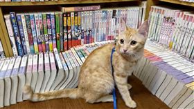 翻攝錦城嘉義可魯租書坊 
