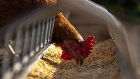 嘉義蛋雞場爆禽流感！急撲殺逾5.8萬隻　蛋商曝：蛋價恐再上漲。▲嘉義縣朴子市1蛋雞場（主動通報）確診H5N1亞型高病原性禽流感。