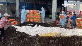 A禽流感蛋價2400