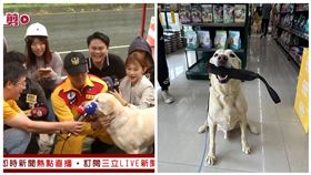 三立新聞、業者提供

超萌搜救犬Roger把Mic當玩具咬爆紅　屆齡退役獲「百萬大禮」
