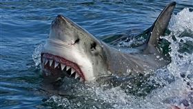 鯊魚，大白鯊（圖／Pixabay）