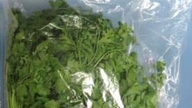 ▲瓦城的香菜檢出農藥愛沙松超標。（圖／食藥署提供）