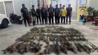 屏議員「獵龍行動」　10天抓2000隻綠鬣蜥
