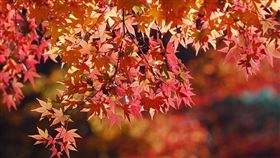 賞楓、楓葉、日本楓葉
（圖／翻攝自PIXABAY）