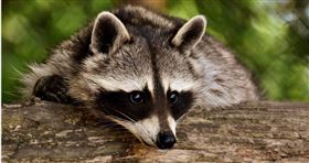 ▲「德國浣熊香腸」爆紅，引起不少網友的關注與討論。（示意圖／Pixabay）

