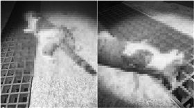 四肢,貓屍,浪貓,安南區,台南,動保