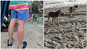 台南,漁光島,流浪狗,衝浪,咬傷