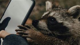 台灣飼養浣熊不違法，但浣熊對傢俱有強大的破壞力，飼養前應審慎評估自己的能力，示意圖，非當事浣熊。（pexels提供）