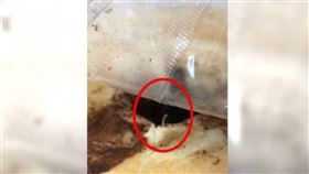 基隆某高中生去年5月初拍下畫面，稱營養午餐的麵包裡有活蟲在蠕動。（圖／翻攝畫面）