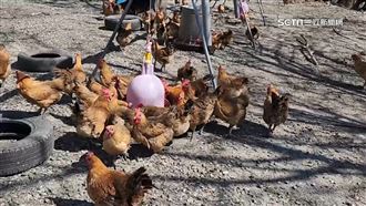 黑熊出山嗑「山雞」　1個月內猛吞400隻