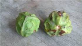 油桐花籽,中毒,堅果,桃園（圖／翻攝自黃敬平臉書）