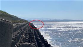 客雅溪,蛤蜊,出海口,老翁,新竹（圖／民眾提供）