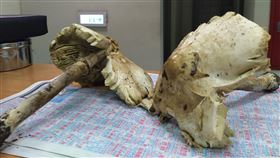 吃路邊野菇中毒就醫　南投衛生局採樣送鑑定南投埔里一名男子採白色野菇回家煮食，結果一家5人都出現噁心、腹痛等症狀緊急就醫，衛生局接獲通報，將男子家中剩下的野菇送往食藥署鑑別，也呼籲民眾勿隨意採食野生菇類。（南投縣衛生局提供）中央社記者蕭博陽南投縣傳真　109年5月22日