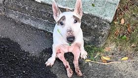 這隻擁有「八字眉」楚楚可憐的牛頭㹴，癱坐在路旁哭嚎，模樣十分令人心疼。（嘉義縣家畜疾病防治所提供）