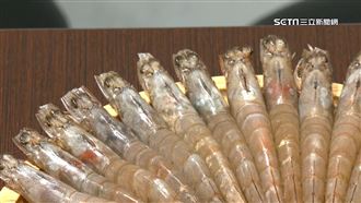 斷交上不了台灣餐桌　宏都拉斯白蝦慘兮兮