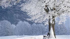 ▲立冬代表著冬天來臨。（示意圖／Pixabay）