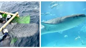 鯨鯊「海君」獲救送往大阪海遊館收容照顧，野放竟喪命。（圖／翻攝自X）