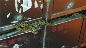 一名網友親眼目睹信箱中有一條超長的龜殼花，甚至橫跨3戶信箱。（圖／翻攝自臉書 @野生蛇相）