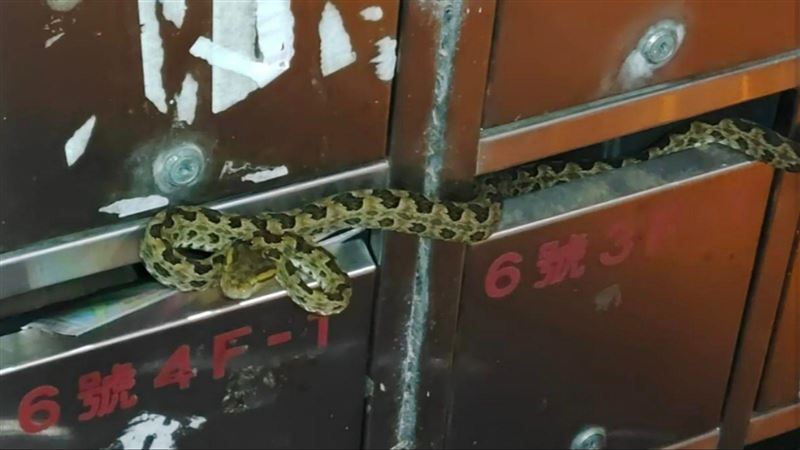 您的龜殼花寄來了！驚悚「恐怖箱」網笑翻