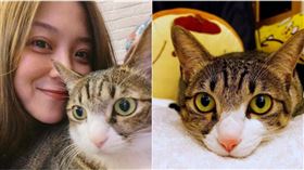 卓文萱七年前救了米克斯小貓，並取名「花生油」。（圖／卓文萱提供）