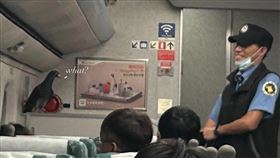 高鐵、列車、鴿子、車廂、飛舞、旅客