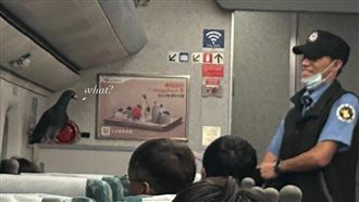 高鐵列車驚魂！鴿子車廂內亂飛舞嚇壞旅客