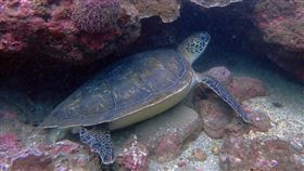 基隆潮境保育區有綠蠵龜Long Stay基隆潮境保育區近年維護有成，透過志工與潛水客這3年的觀測發現，當地海域每年穩定有逾15隻以上海龜出現，其中更有2隻綠蠵龜在此Long Stay。（海洋科技博物館提供）中央社記者沈如峰基隆傳真  113年11月7日