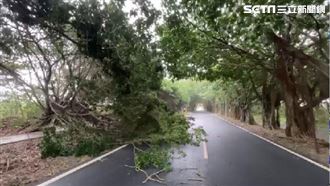 獨／打卡熱點綠色隧道　騎士被鞭打頻釀禍