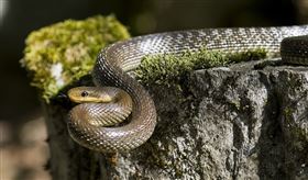 醫神蛇為歐洲最大的蛇之一。（圖／攝影者Felix Reimann，翻攝自維基百科）