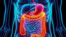 大腸，大腸癌。(圖/Pixabay)