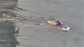 鱷魚剖腹後發現肚子裡有疑是人類牙齒。（圖／翻攝自中國報）